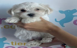 Bichón Maltés perros en venta: BICHÓN MALTÉS - Imagen 1