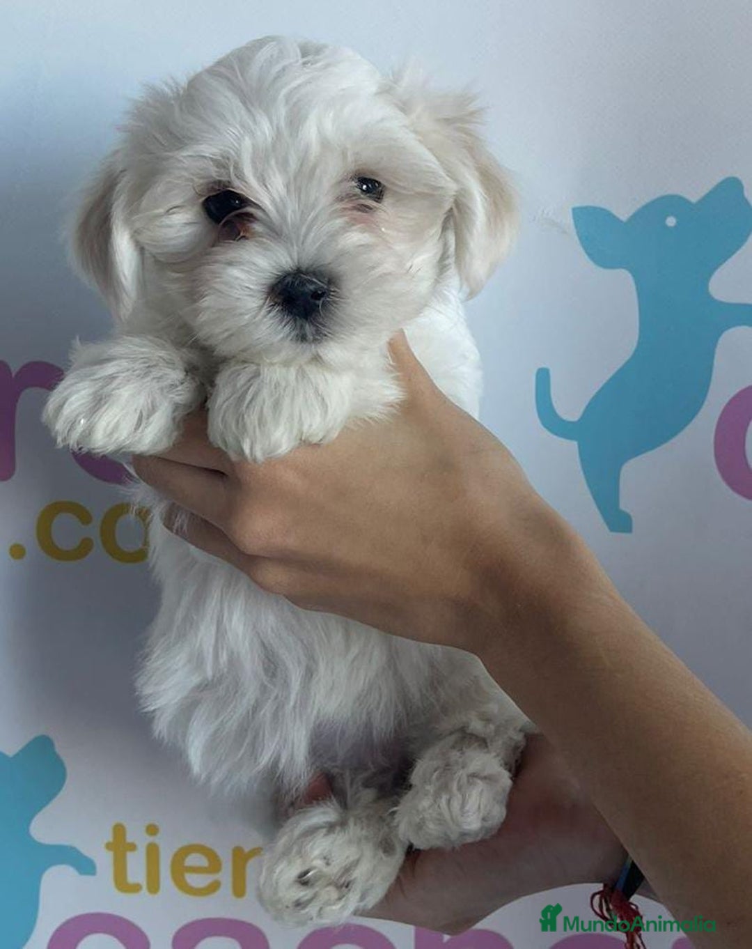 Bichón Maltés perros en venta: BICHÓN MALTÉS - Imagen 1