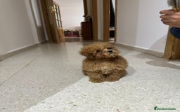 Caniche Toy perros en venta: Caniche toy - Imagen 2
