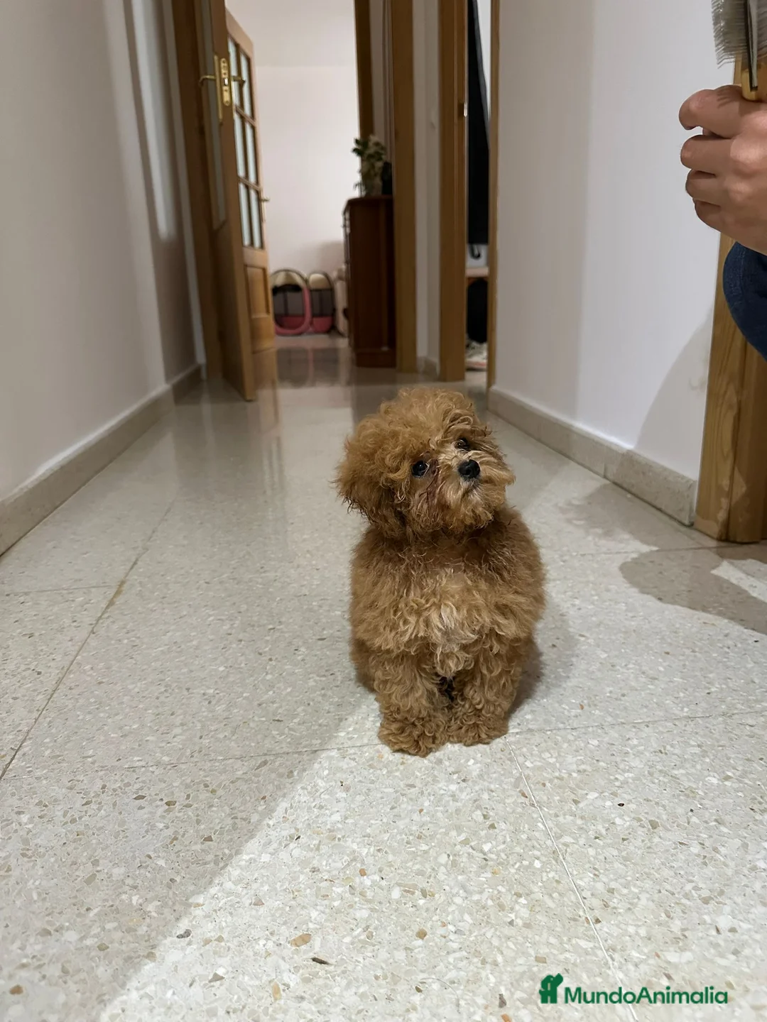 Caniche Toy perros en venta: Caniche toy - Anuncio 2