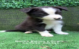 Border Collie perros en venta: BORDER COLLIE - Anuncio 7