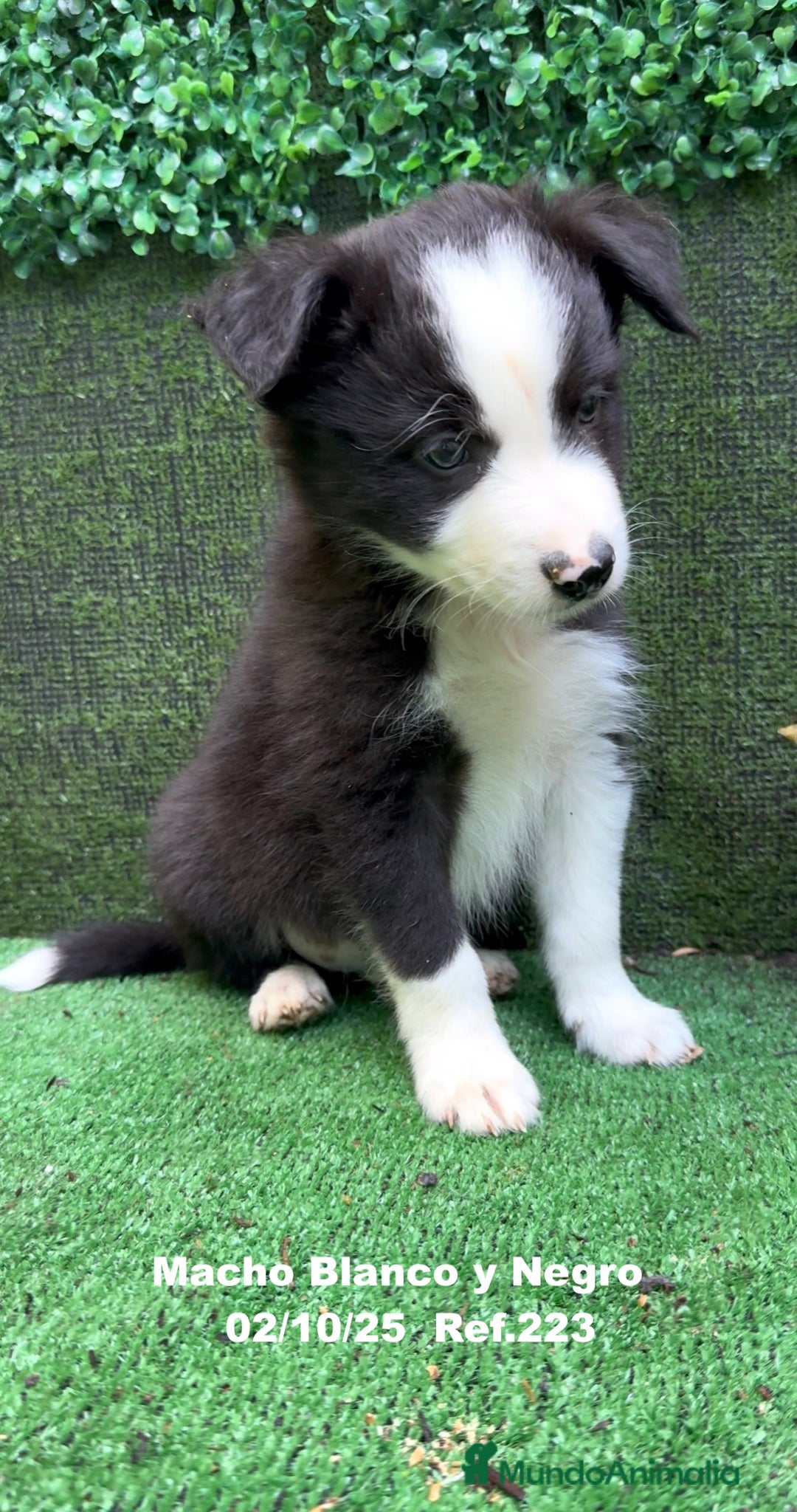 Border Collie perros en venta: BORDER COLLIE - Anuncio 7