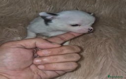 Chihuahua perros en venta: Chihuahua mini-toy ruso - Imagen 15