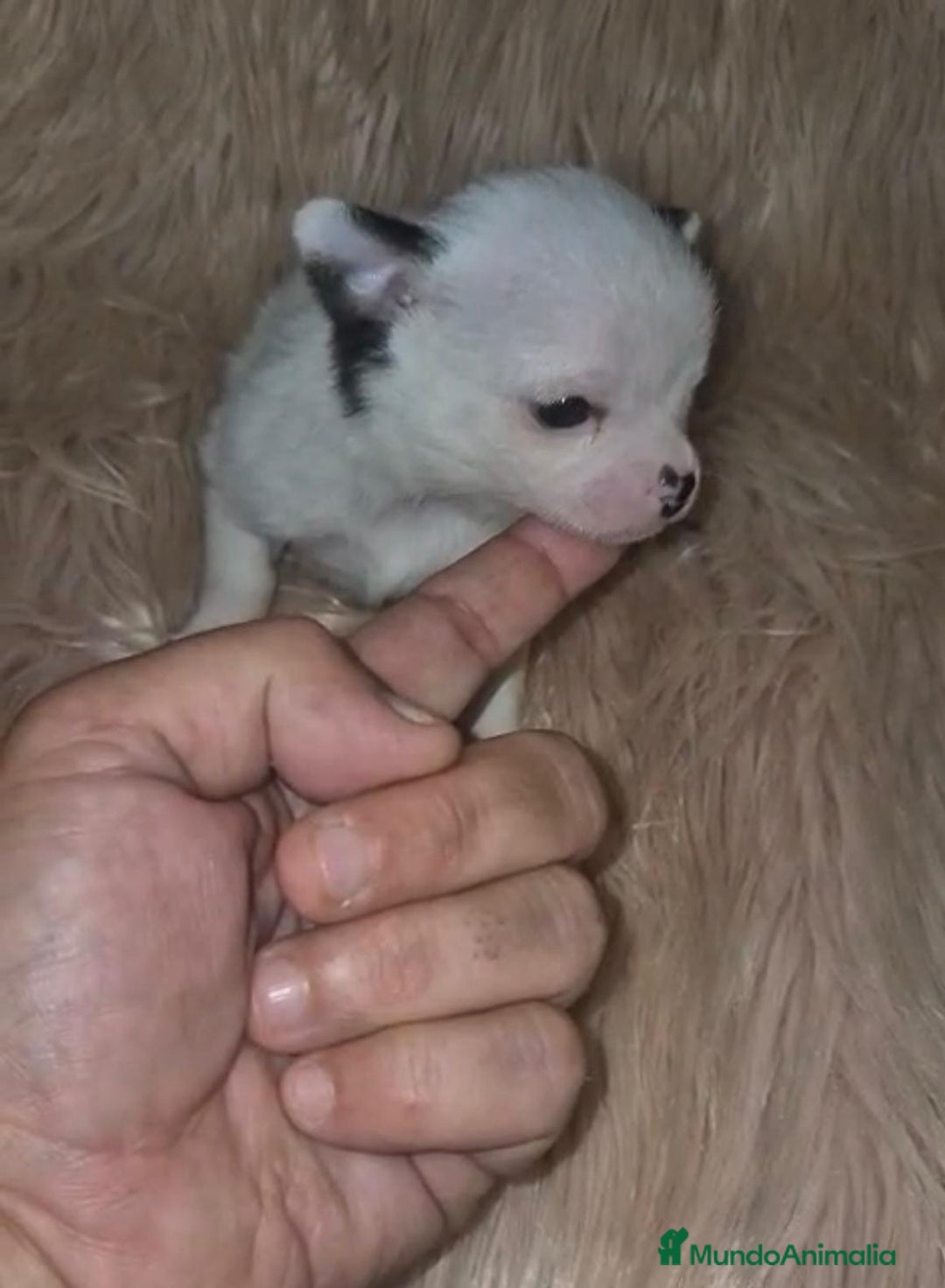 Chihuahua perros en venta: Chihuahua mini-toy ruso - Imagen 15