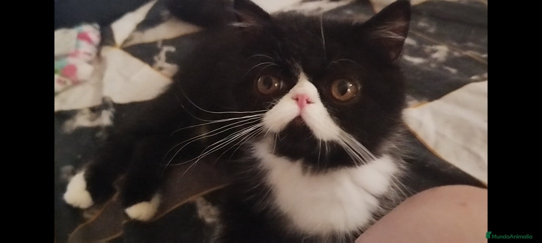 Exótico de Pelo Corto gatos en venta: Gatito Macho Exotico Pura Raza - Imagen 2