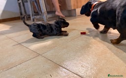 Teckel Miniatura perros en venta: Preciosa camada de Teckel mini  - Anuncio 4