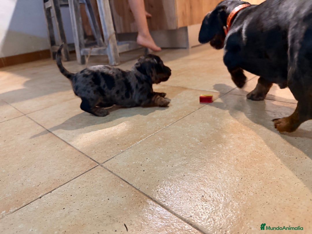 Teckel Miniatura perros en venta: Preciosa camada de Teckel mini  - Anuncio 4