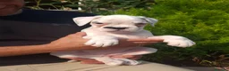 Boxer perros en venta: BOXER BLANCO - Anuncio 1