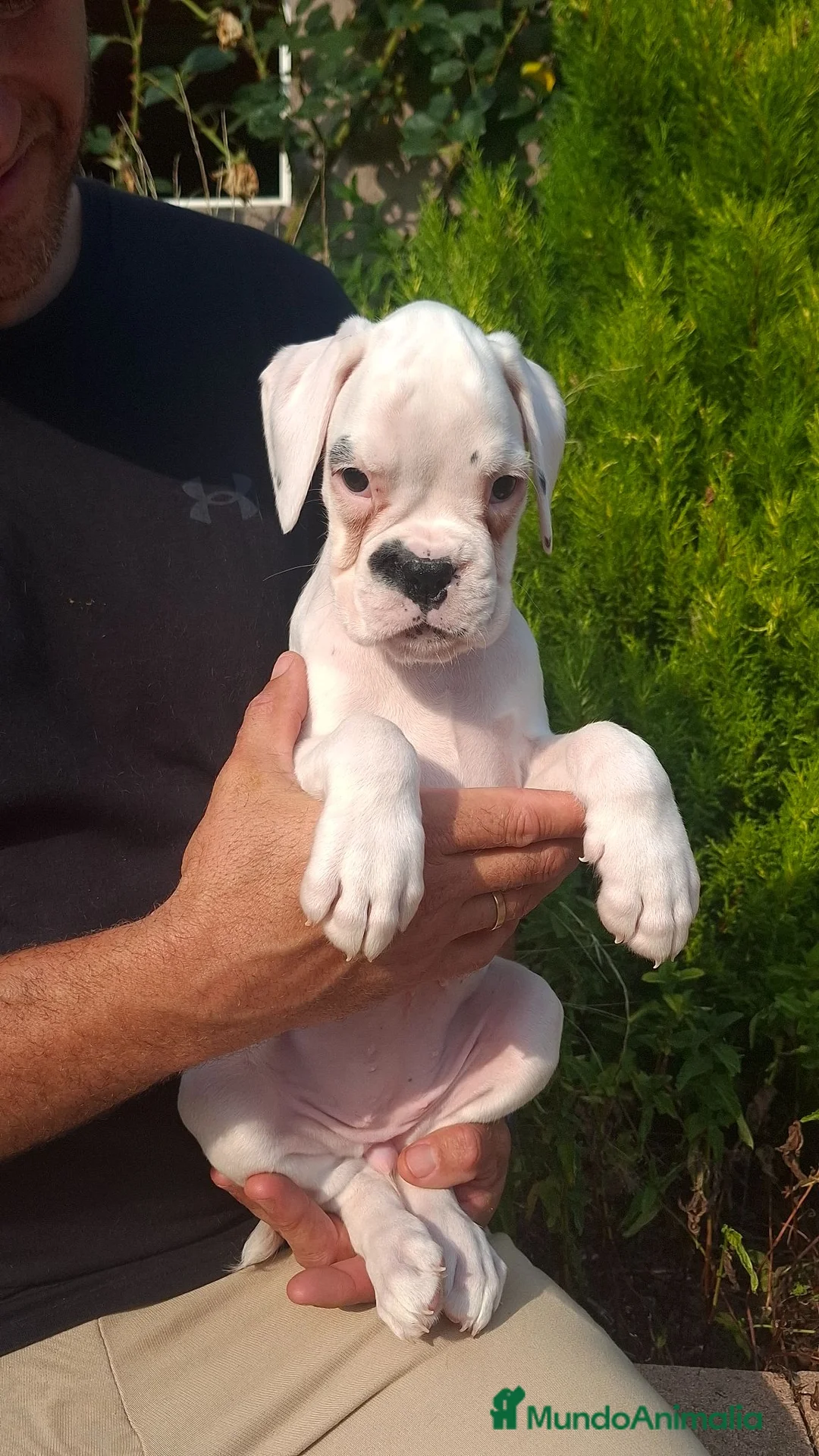 Boxer perros en venta: BOXER BLANCO - Anuncio 1