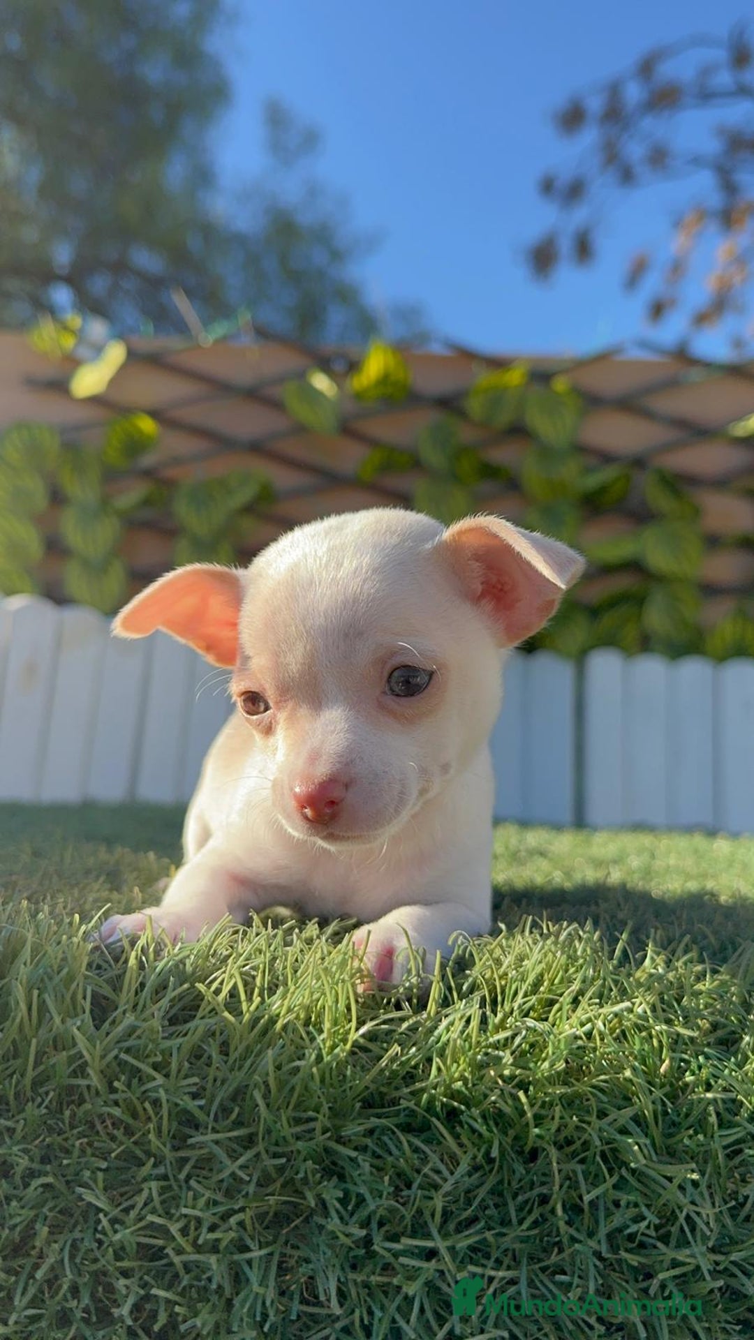 Chihuahua perros en venta: CHIHUAHUA  - Anuncio 30