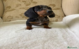 Teckel Miniatura perros en venta: cachorro de teckel miniatura arlequín Merle plata  - Imagen 16