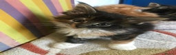 Maine Coon gatos en venta: Adorables macho y hembra Mainecoon en Madrid - Anuncio 1