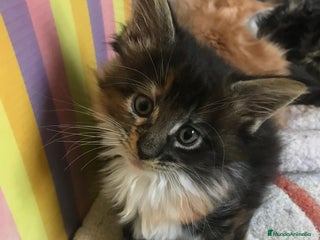 Maine Coon gatos en Madrid - Anuncio 8
