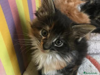 Maine Coon gatos Adorables macho y hembra Mainecoon en Madrid - Anuncio 6