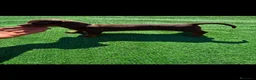 Teckel perros en venta: Disponible Teckels de Calidad  - Anuncio 5
