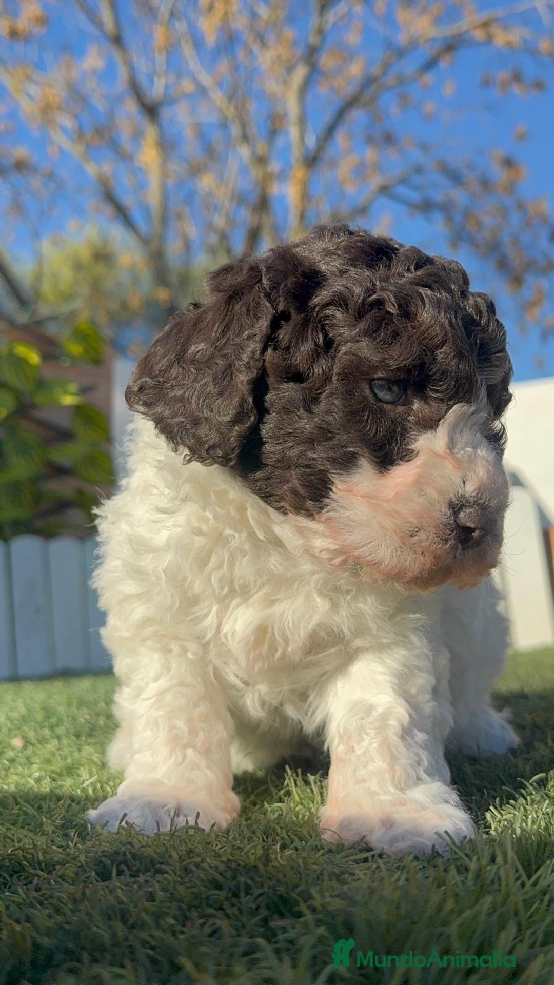 Perro de Agua Español perros en venta: PERRO ESPAÑOL AGUA ESPAÑOL - Anuncio 12