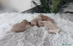 Maltipoo perros en venta: MALTIPOO MACHOS - Imagen 3
