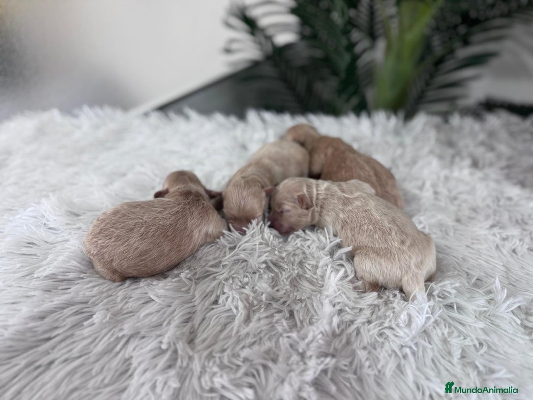 Maltipoo perros en venta: MALTIPOO MACHOS - Imagen 3