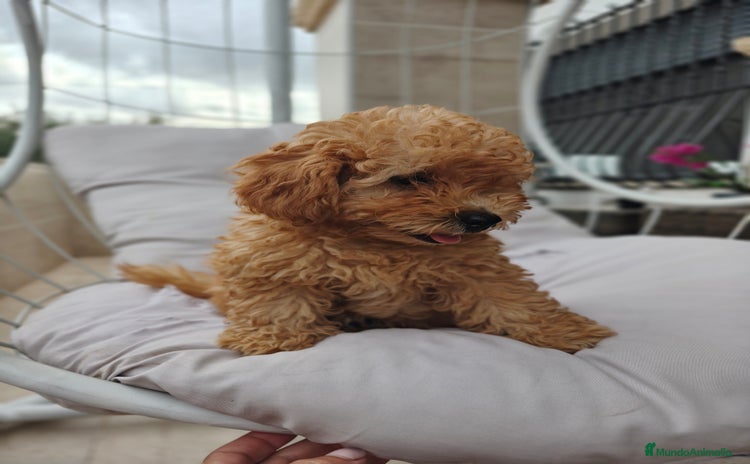 Caniche Toy perros - Anuncio 1