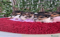 Fox Terrier de Pelo Duro perros en venta: Bebés Foxterrier  - Imagen 2
