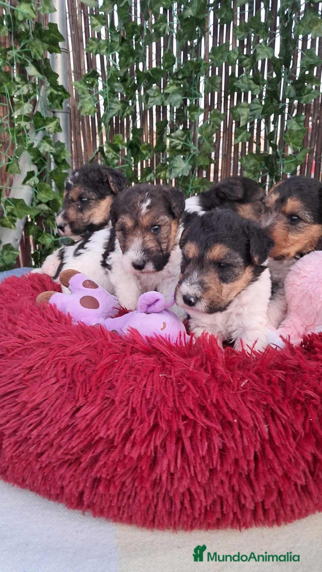 Fox Terrier de Pelo Duro perros en venta: Bebés Foxterrier  - Imagen 2