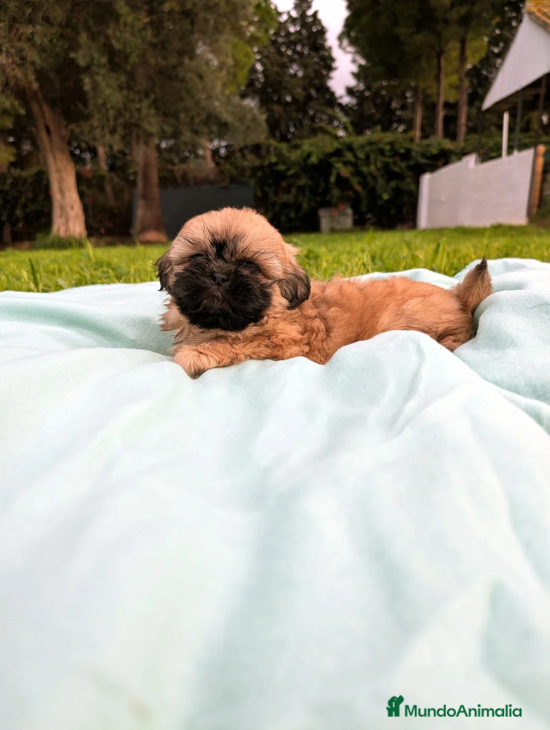 Shih Tzu perros en venta: Shih tzu - Anuncio 11