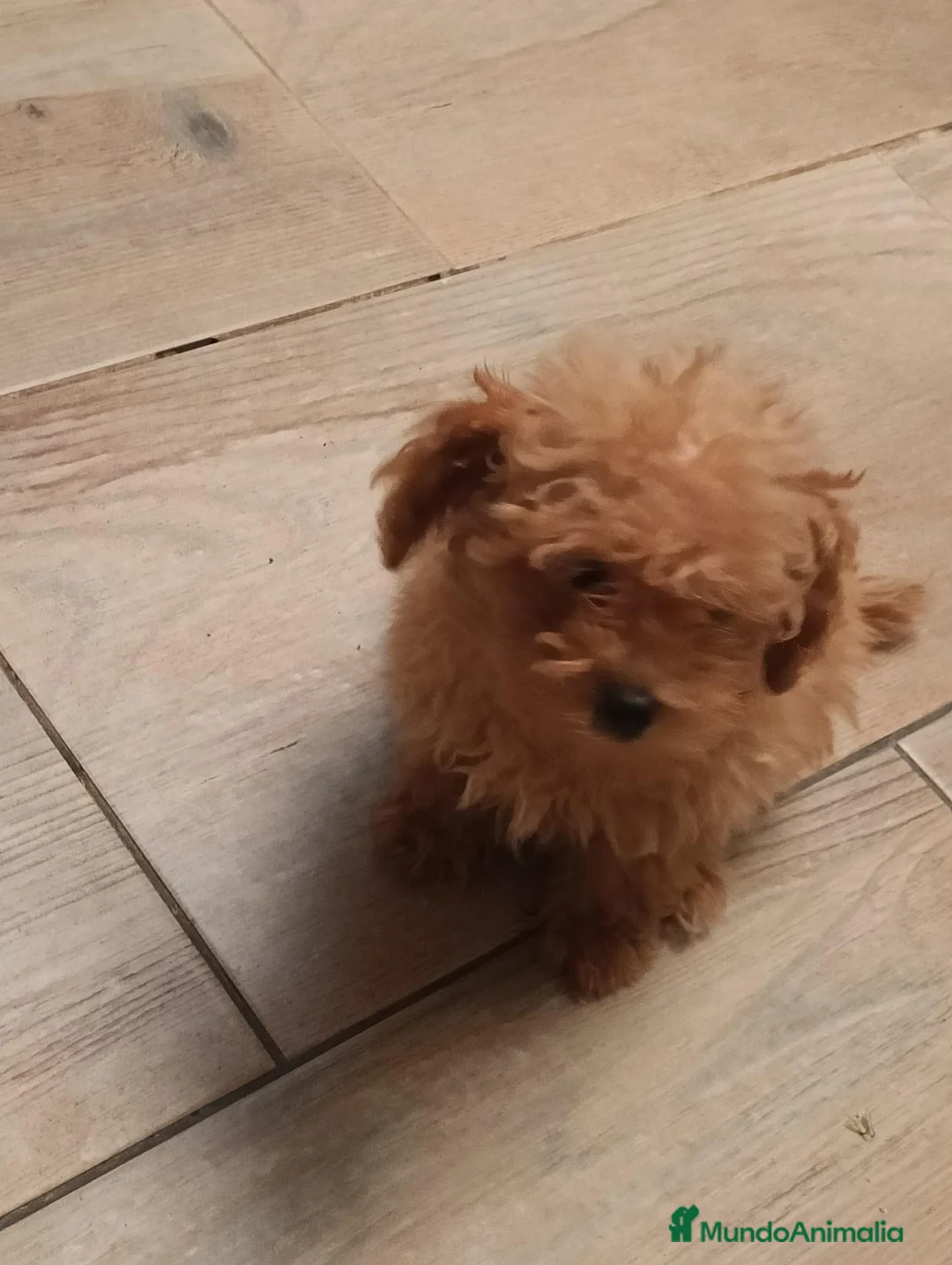 Caniche Toy perros en venta: Caniche toy - Anuncio 2