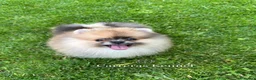 Pomerania perros en venta: 🧸 Auténtico Lulu de Pomerania Mini  - Anuncio 2