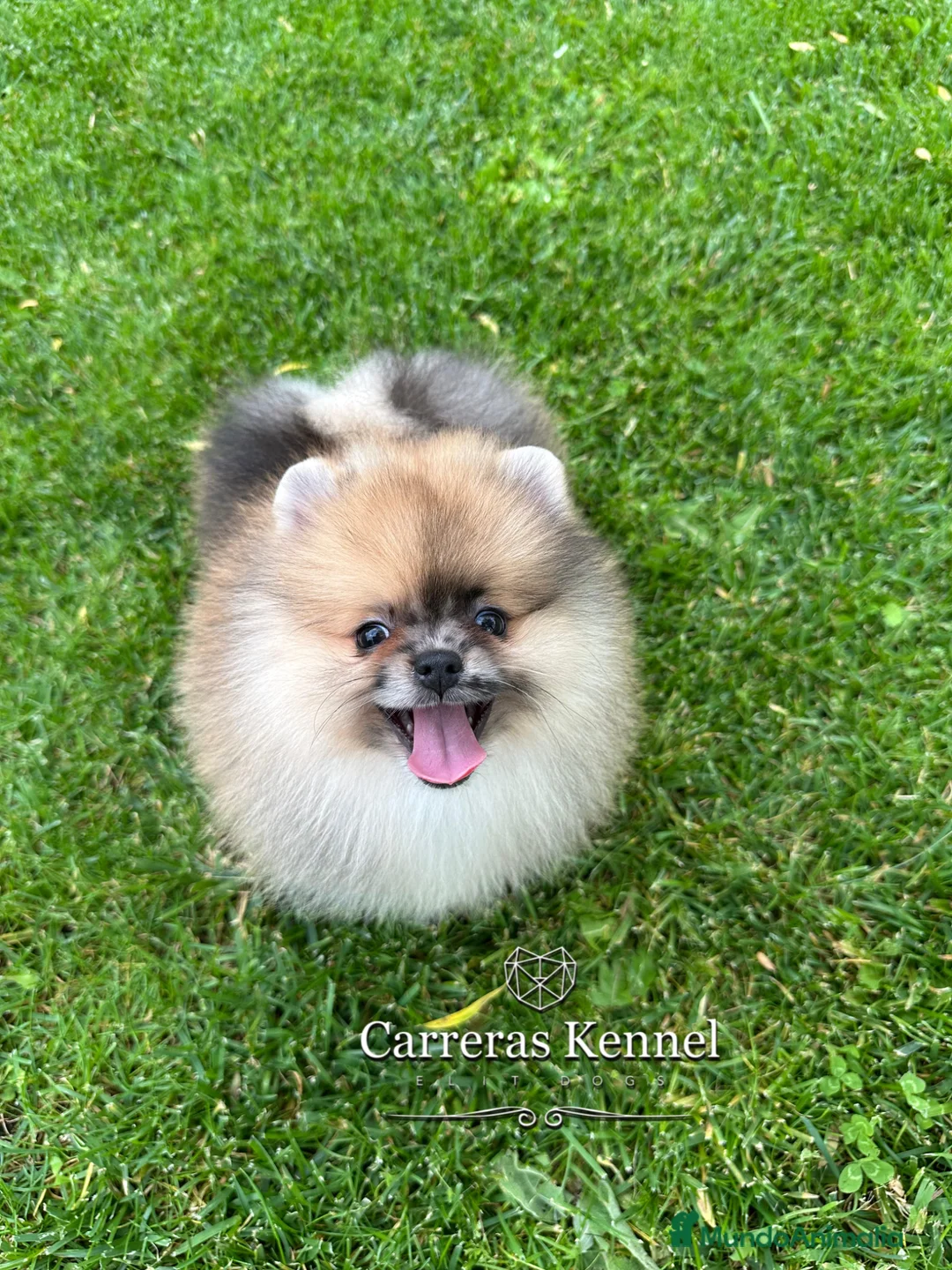 Pomerania perros en venta: 🧸 Auténtico Lulu de Pomerania Mini  - Anuncio 2