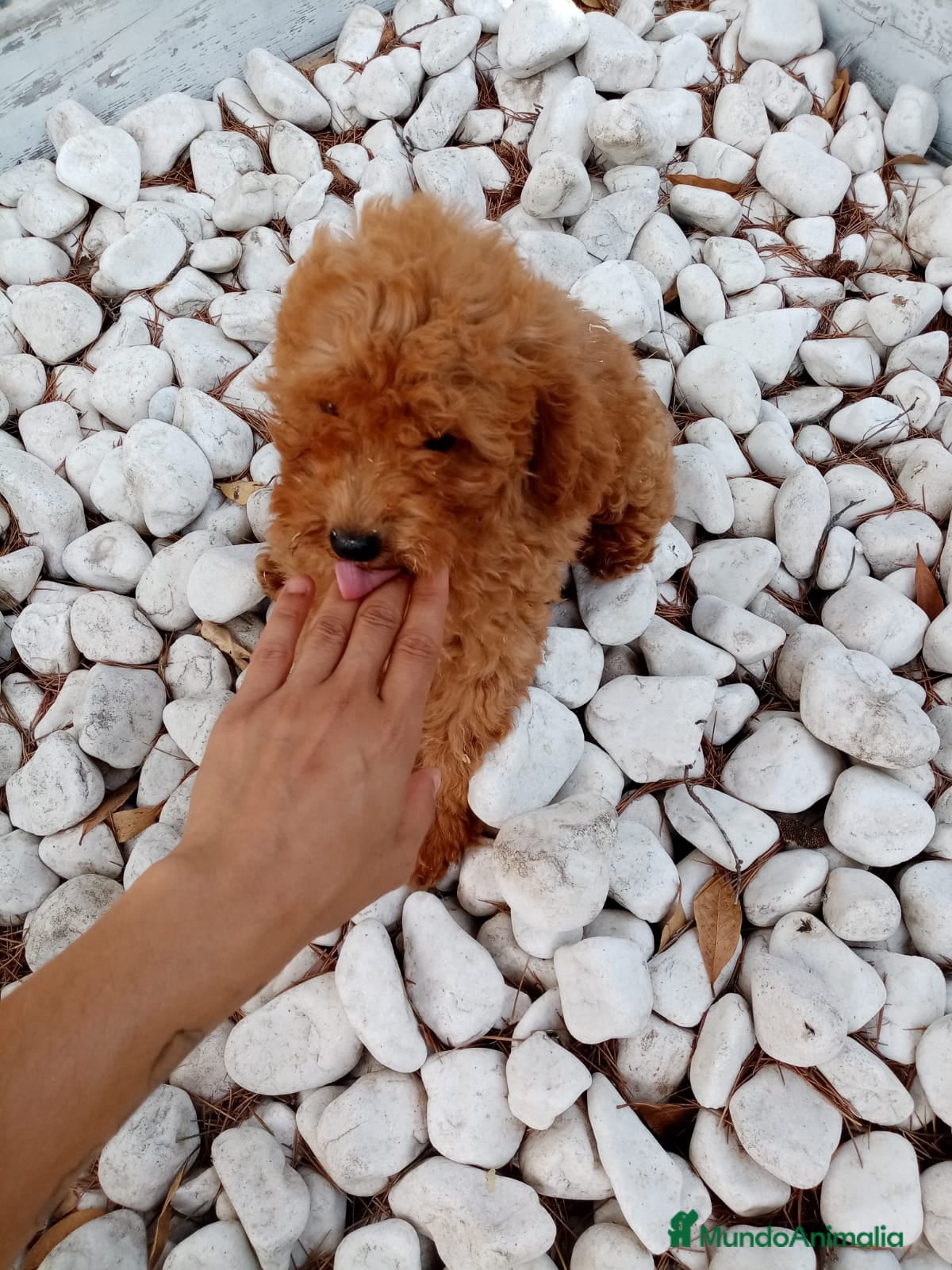 Caniche Enano perros CANICHE ENANO - Anuncio 6