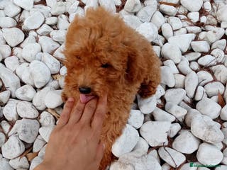 Caniche Enano perros CANICHE ENANO - Anuncio 5