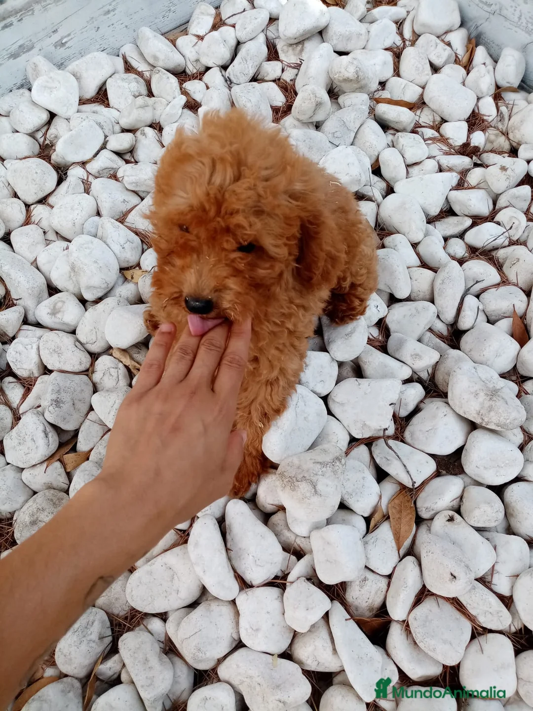 Caniche Enano perros en venta: CANICHE ENANO - Anuncio 1