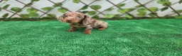 Teckel Miniatura perros en venta: TECKEL MINIATURA & KANNINCHEN ARLEQUIN - Anuncio 1