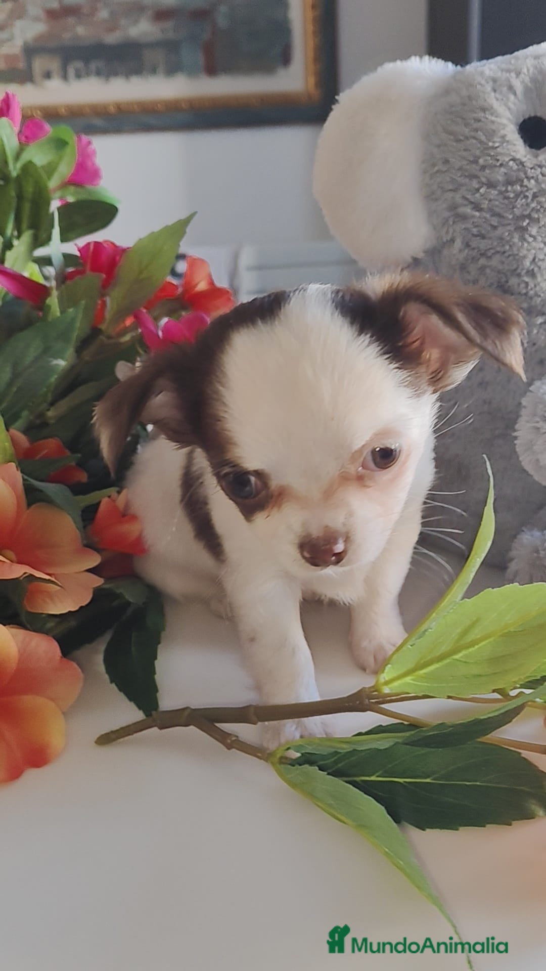 Chihuahua perros en venta: Hembra chihuahua pelo largo  - Anuncio 3