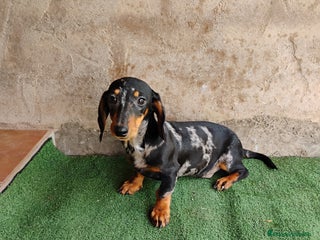 Teckel Miniatura perros - Anuncio 1