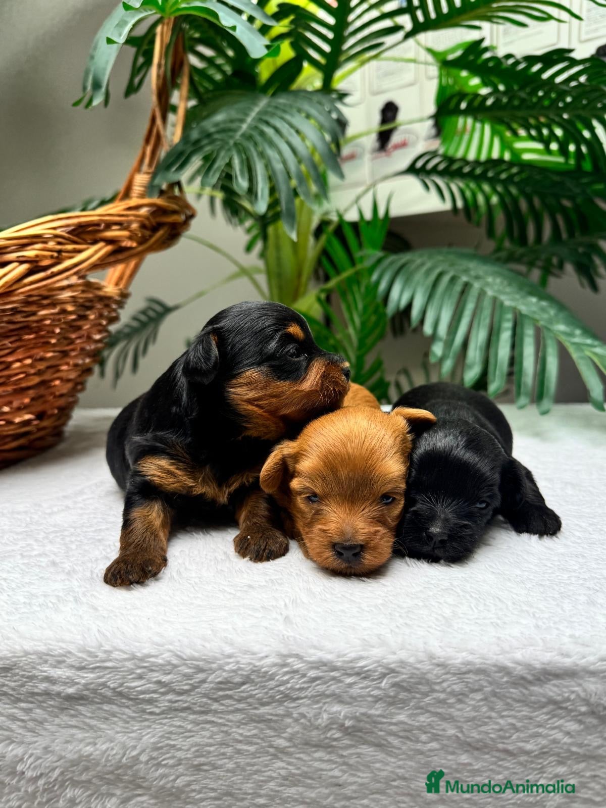 Cocker Spaniel Inglés perros COCKER SPANIEL INGLES - Anuncio 5