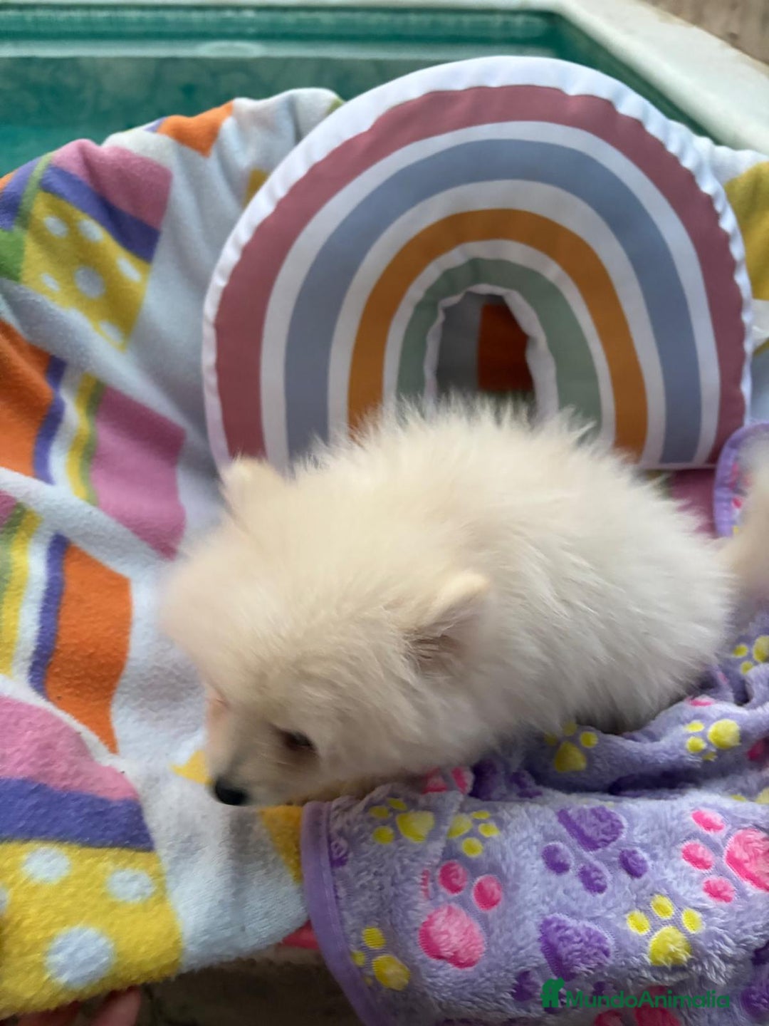 Pomerania perros en venta: Lulu pomerania toy  - Imagen 13