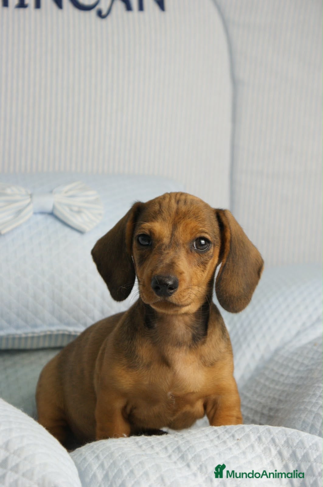 Teckel Miniatura perros TECKEL MINI ARLEQUÍN ROJO - Anuncio 2