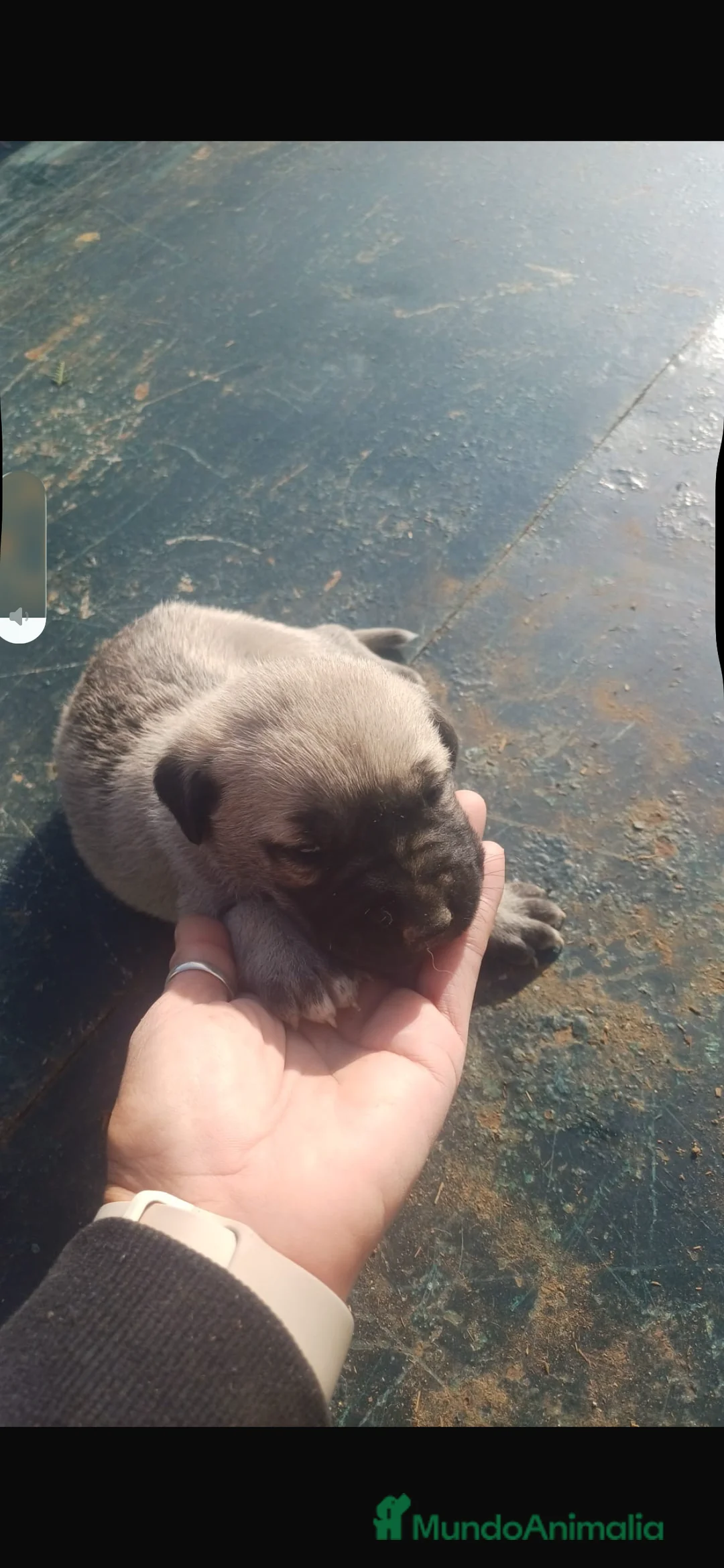 Mastín Español perros en venta: Hembra mastín español - Anuncio 2