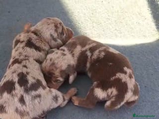 Teckel Miniatura perros Teckel Mini - Anuncio 30