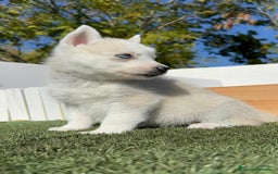 Husky Siberiano perros en venta: HUSKY SIBERIANO - Anuncio 2