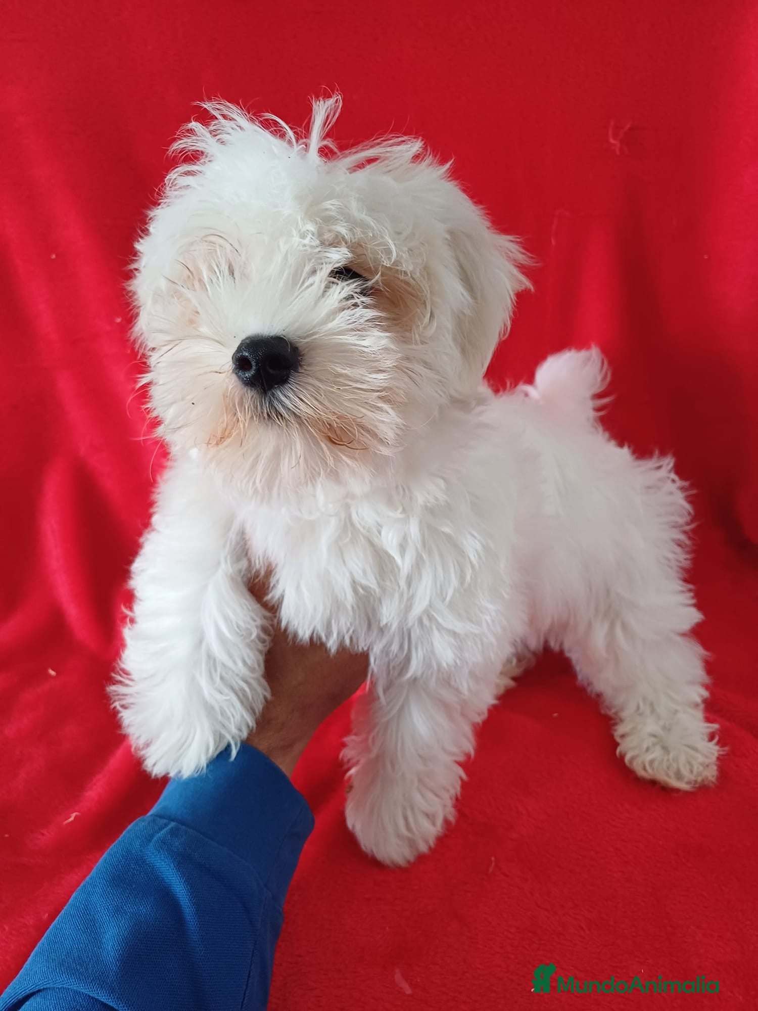 Bichón Maltés perros Bichon Maltés Americano  - Anuncio 2