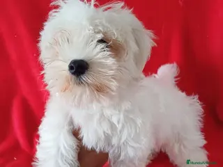 Bichón Maltés perros Bichon Maltés Americano - Anuncio 2