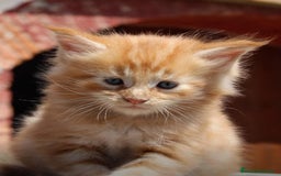 Maine Coon gatos en venta: Hembra Disponible - Imagen 1