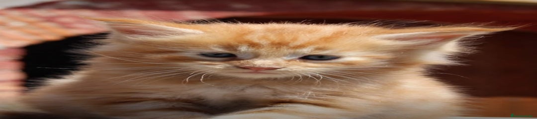 Maine Coon Gatito 1