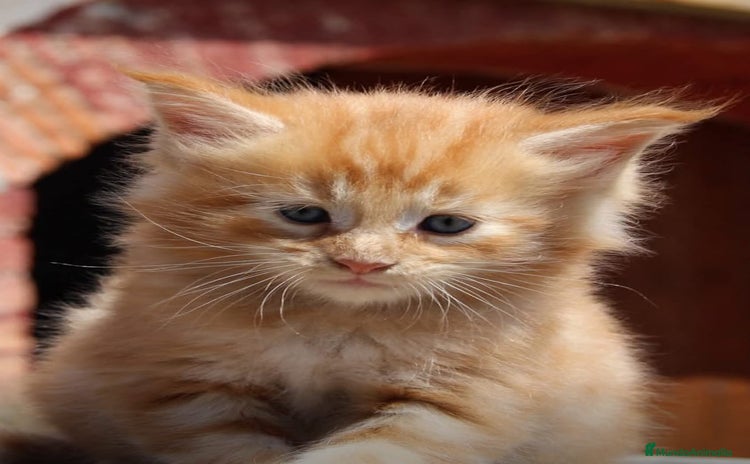 Maine Coon gatos - Anuncio 2