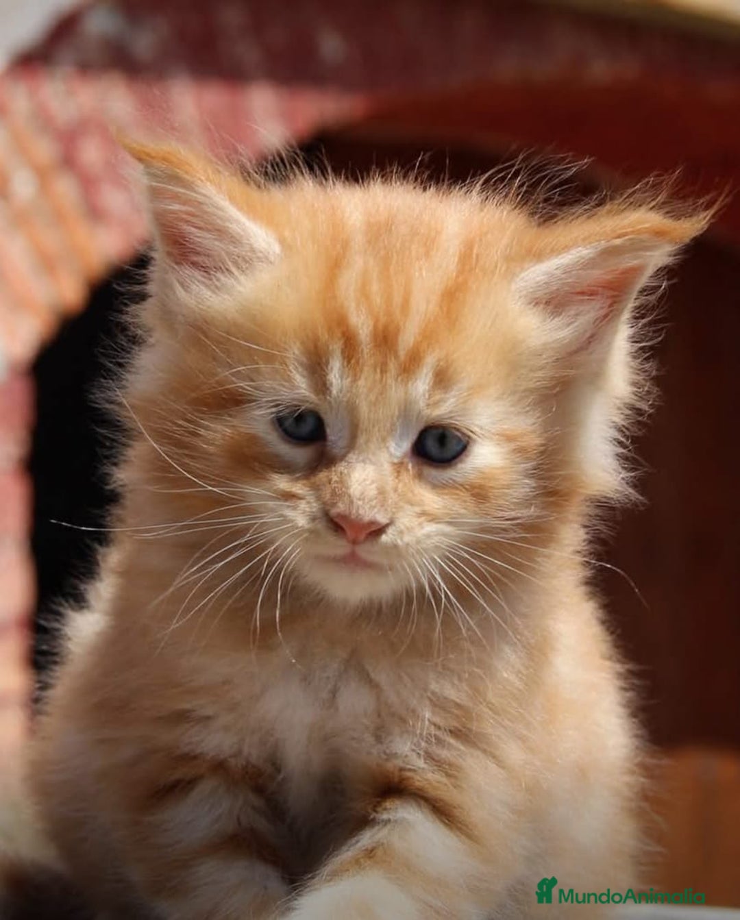 Maine Coon gatos en venta: Hembra Disponible - Imagen 1