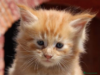 Maine Coon gatos - Anuncio 21