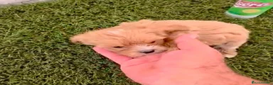 Maltipoo 4