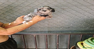 Caniche Toy perros - Anuncio 8